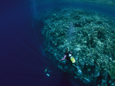 Divers Exploring A Reef Wall In North Sulawesi by Tim Laman Pricing Limited Edition Print image
