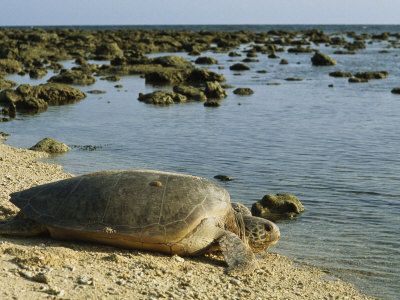 Green Sea Turtle Crawling From The Beach To The Sea by Tim Laman Pricing Limited Edition Print image