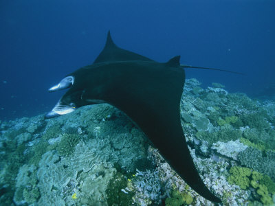 Manta Ray Swimming Over The Great Astrolabe Reef by Tim Laman Pricing Limited Edition Print image