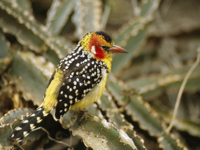 Red And Yellow Barbet Perched On A Euphorbia Plant by Tim Laman Pricing Limited Edition Print image