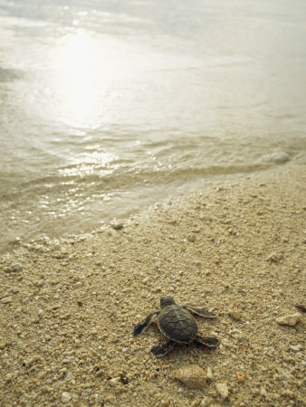 Newly Hatched Green Sea Turtle Making Its Way To The Water by Tim Laman Pricing Limited Edition Print image