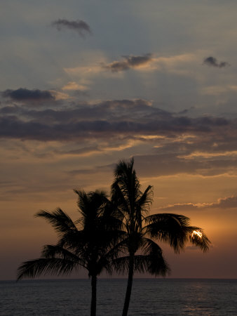 Palm Trees Silhouetted By The Setting Sun by Todd Gipstein Pricing Limited Edition Print image