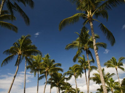 Looking Up At Palm Trees Against A Blue Sky by Todd Gipstein Pricing Limited Edition Print image