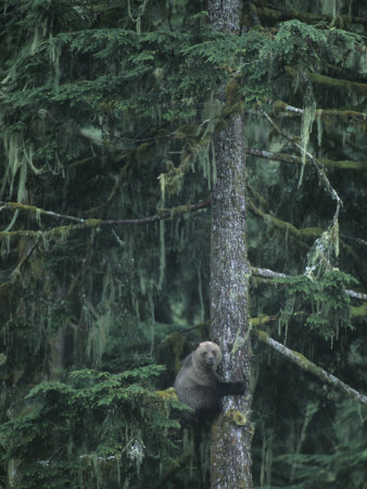 Bear Climbing A Fir Tree by Tom Murphy Pricing Limited Edition Print image
