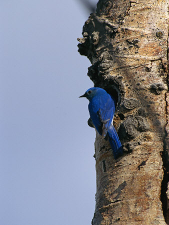 Mountain Bluebird Perches Near A Nest Hole In An Aspen Tree by Tom Murphy Pricing Limited Edition Print image