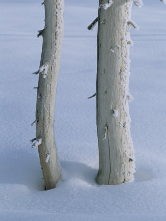 Trunks Of Lodgepole Pine Trees In The Snow by Tom Murphy Pricing Limited Edition Print image