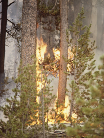 Lodgepole Pine Trees Catch Fire by Tom Murphy Pricing Limited Edition Print image