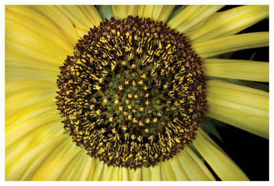 Spiral Into Sunflower by Harold Davis Pricing Limited Edition Print image
