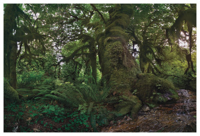 Rain Forest by Steve Hunziker Pricing Limited Edition Print image