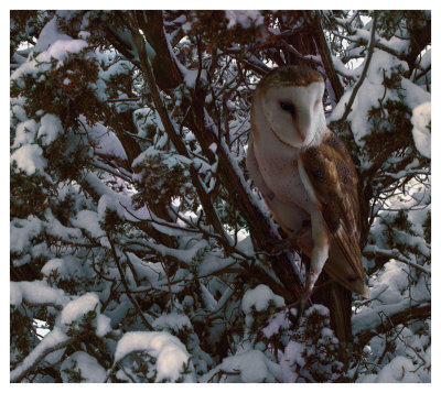 Snowy Owl by Steve Hunziker Pricing Limited Edition Print image