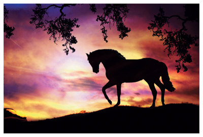 Black Stallion by Stephanie Laird Pricing Limited Edition Print image