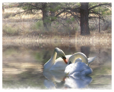 Wintering Swans by Stephanie Laird Pricing Limited Edition Print image
