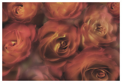 Antique Roses by Dan Magus Pricing Limited Edition Print image