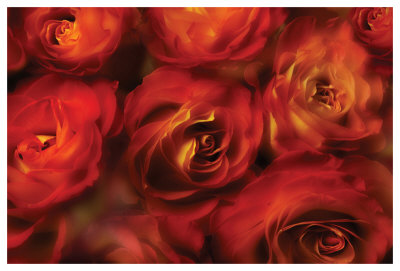Roses Are Red by Dan Magus Pricing Limited Edition Print image