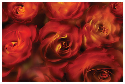 Roses Are Red by Dan Magus Pricing Limited Edition Print image