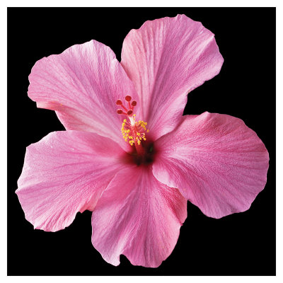 Pink Hibiscus by Christine Zalewski Pricing Limited Edition Print image