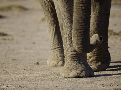 African Elephant Steps by Scott Stulberg Pricing Limited Edition Print image