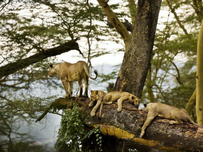 African Lions On A Limb by Scott Stulberg Pricing Limited Edition Print image
