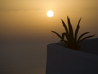 Greek Cactus As Sunrise by Scott Stulberg Pricing Limited Edition Print image