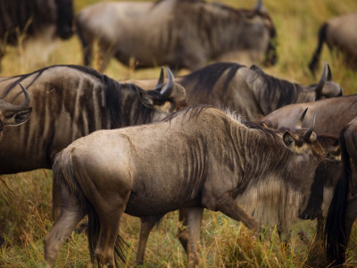 African Wildlife by Scott Stulberg Pricing Limited Edition Print image