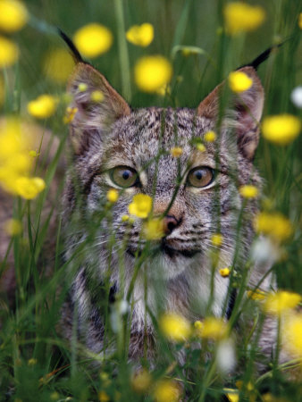 Baby Bobcat by Scott Stulberg Pricing Limited Edition Print image