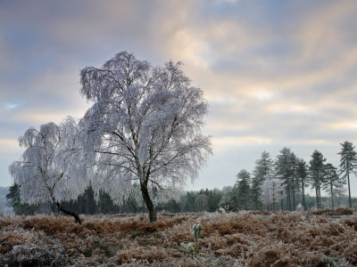 Heavy Coating Of Hoar Frost Turns The New Forest Trees White, New Forest, Hampshire, England, Uk by Adam Burton Pricing Limited Edition Print image