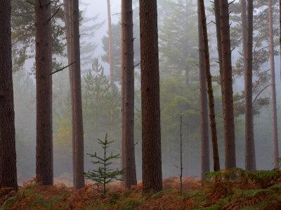 Sapling Growing In A Misty Pine Wood, New Forest, Hampshire, England, United Kingdom, Europe by Adam Burton Pricing Limited Edition Print image