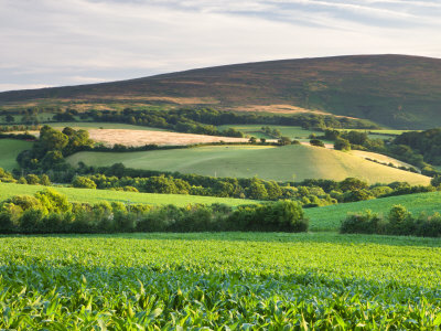 Summer Crop Field Near Tivington, Exmoor National Park, Somerset, England, United Kingdom, Europe by Adam Burton Pricing Limited Edition Print image