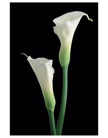 Calla 2 by Danny Burk Pricing Limited Edition Print image