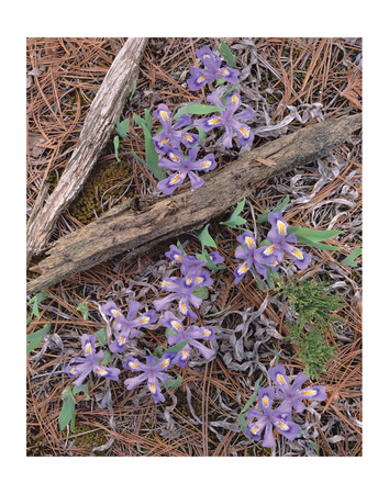 Dwarf Lake Iris by Danny Burk Pricing Limited Edition Print image