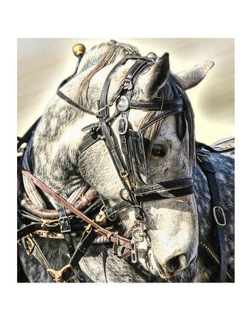 Dapple Grey by Kari Brooks Pricing Limited Edition Print image