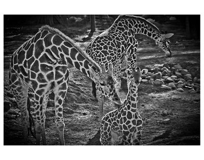 Giraffes B+W by Michael Polk Pricing Limited Edition Print image