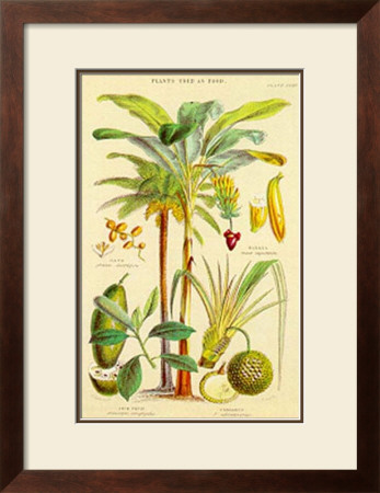Plants Used As Food by William Rhind Pricing Limited Edition Print image