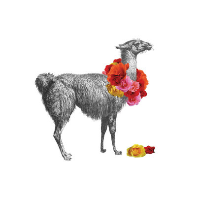 Llama by John Murphy Pricing Limited Edition Print image