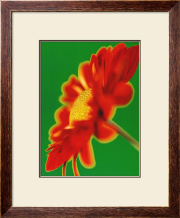 Red Daisy by Michael Banks Pricing Limited Edition Print image