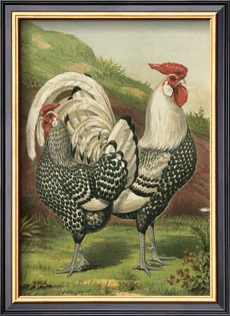 Roosters Iii by Cassell Pricing Limited Edition Print image