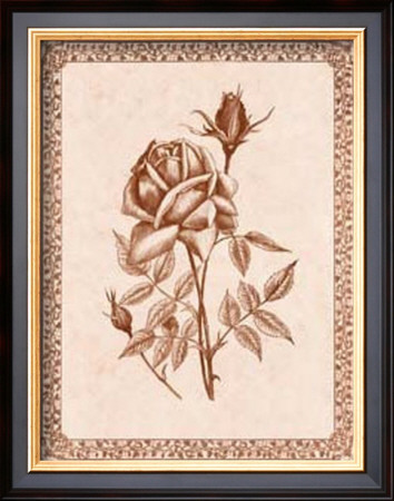 Sepia Rose Ii by Samuel Kay Pricing Limited Edition Print image