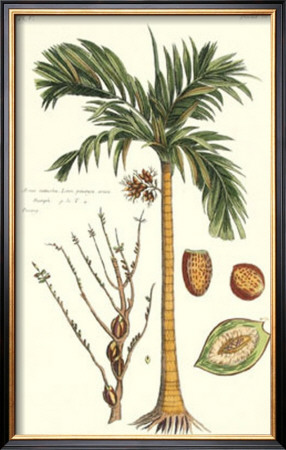 Exotic Palm V by Pierre-Joseph Buchoz Pricing Limited Edition Print image