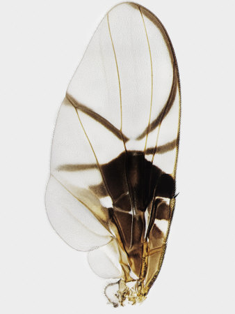 Fly Wing (Phagocarpus) by Wim Van Egmond Pricing Limited Edition Print image
