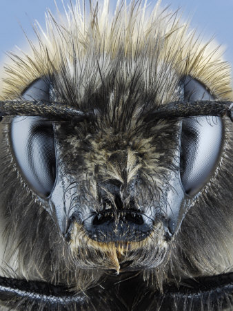 Head Of A Bumblebee by Wim Van Egmond Pricing Limited Edition Print image