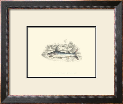 Lizars' Game Fish Iv by W.H. Lizars Pricing Limited Edition Print image