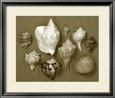 Shell Collector Series I by Renee Stramel Pricing Limited Edition Print image