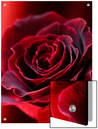 Red Velvet Rose by I.W. Pricing Limited Edition Print image