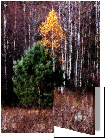 Evergreen Golden And Birch Trees In Autumn by I.W. Pricing Limited Edition Print image