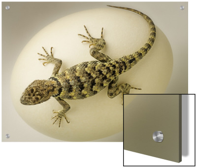 Desert Lizard Crawling On A Large White Egg by K.T. Pricing Limited Edition Print image