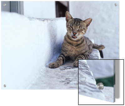 Cat, Hydra Island, Greece by R.R. Pricing Limited Edition Print image