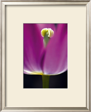 Tulipe Ii by Marc Ayrault Pricing Limited Edition Print image