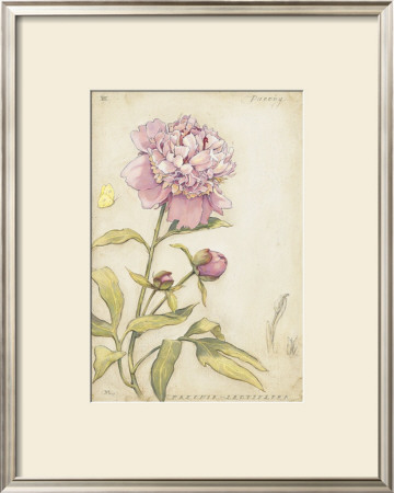 Peony Iii by Meg Page Pricing Limited Edition Print image