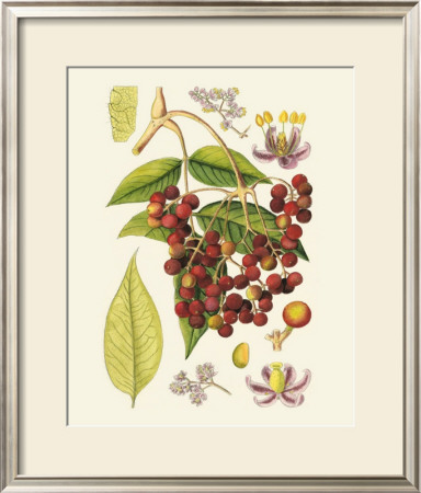 Crimson Berries Iv by Samuel Curtis Pricing Limited Edition Print image