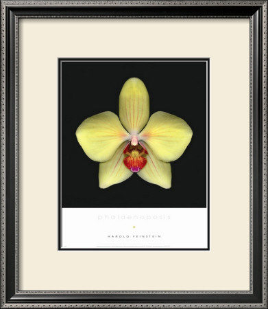 Phalaenoposis by Harold Feinstein Pricing Limited Edition Print image